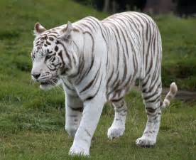 White Tiger betsul